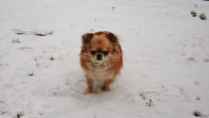 岡山に雪、庭にいる犬