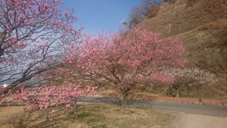 2019年、梅まつり、梅園、新春、紅梅、白梅、岡山市東区神崎町