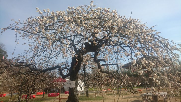 岡山市東区神崎町、しだれ、2019年、梅まつり、神崎梅園、白梅、