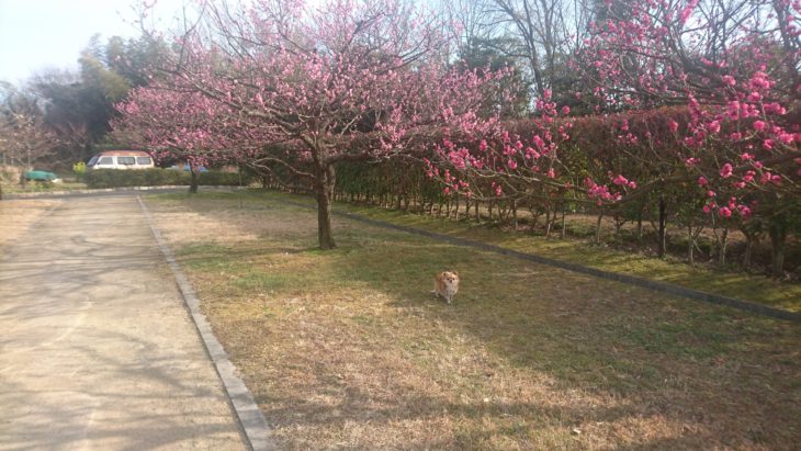 岡山市東区神崎町、紅梅、2019年、梅まつり、
