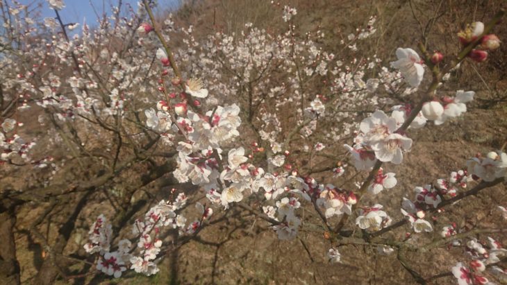岡山市東区神崎町、2019年、梅まつり、花弁、白梅、梅園